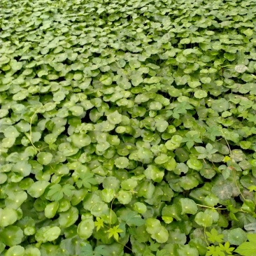 四季常青室内外观赏植物铜钱草