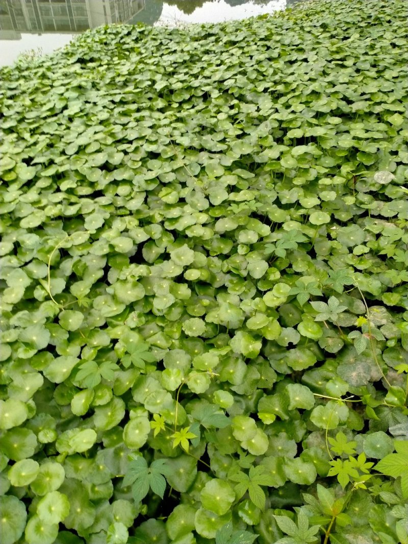 四季常青室内外观赏植物铜钱草