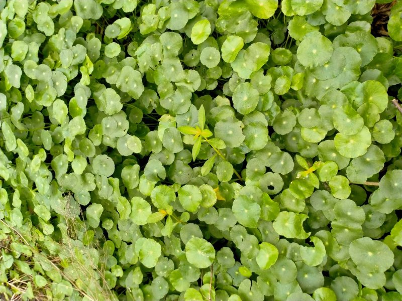 四季常青室内外观赏植物铜钱草