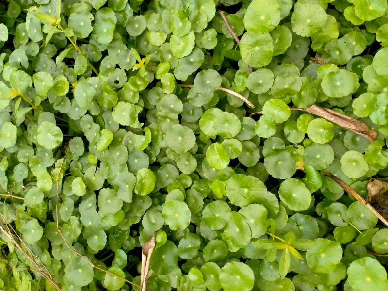 四季常青室内外观赏植物铜钱草