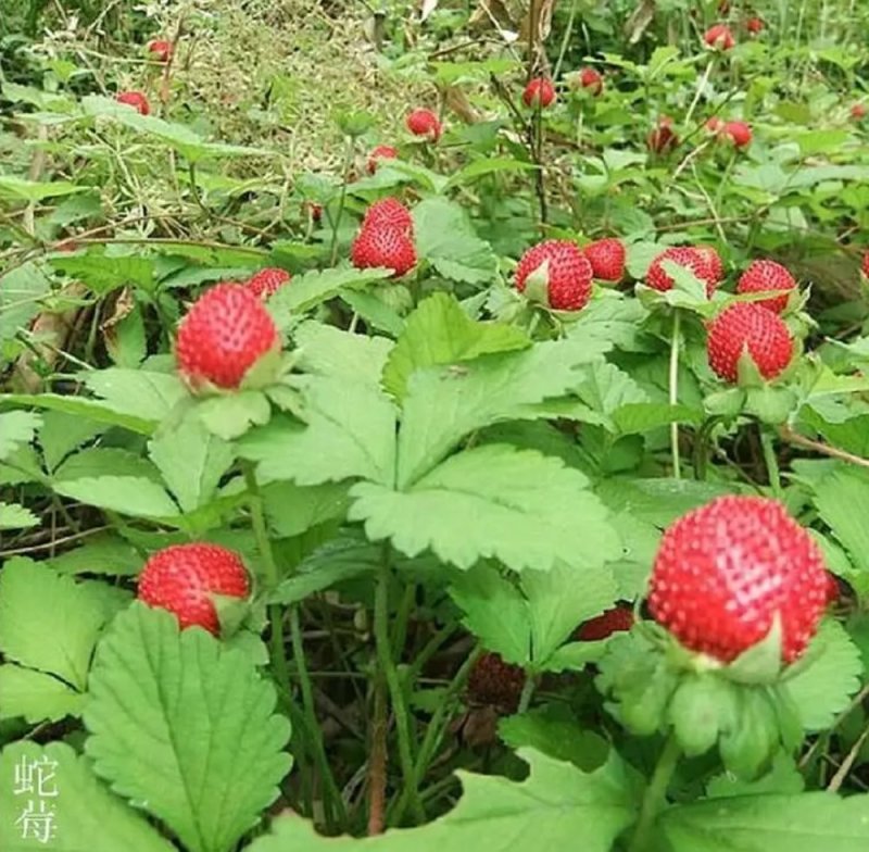 蛇莓种子野草莓种籽药材中草药蛇泡草家庭阳台盆栽瓜果庭院龙