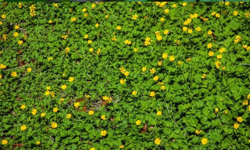 蛇莓种子野草莓种籽药材中草药蛇泡草家庭阳台盆栽瓜果庭院龙
