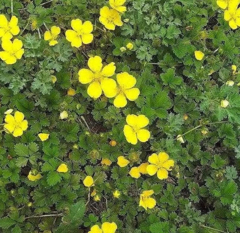 蛇莓种子野草莓种籽药材中草药蛇泡草家庭阳台盆栽瓜果庭院龙