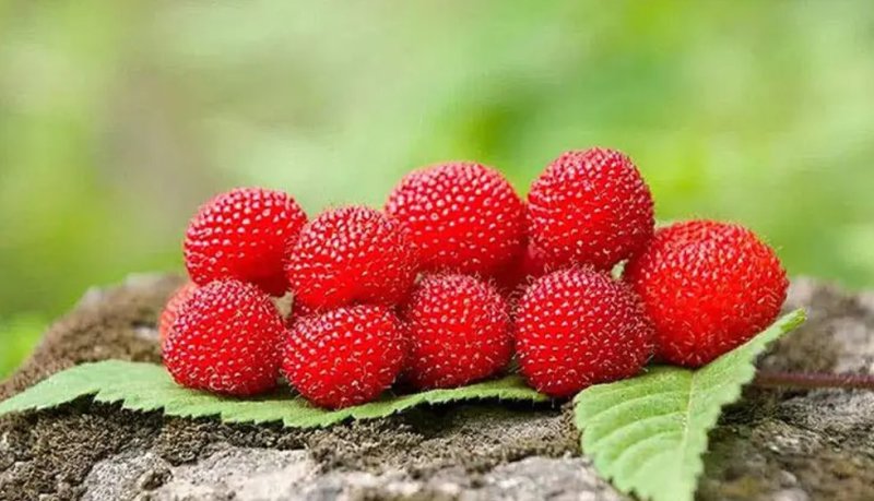 蛇莓种子野草莓种籽药材中草药蛇泡草家庭阳台盆栽瓜果庭院龙