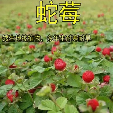 蛇莓种子野草莓种籽药材中草药蛇泡草家庭阳台盆栽瓜果庭院龙