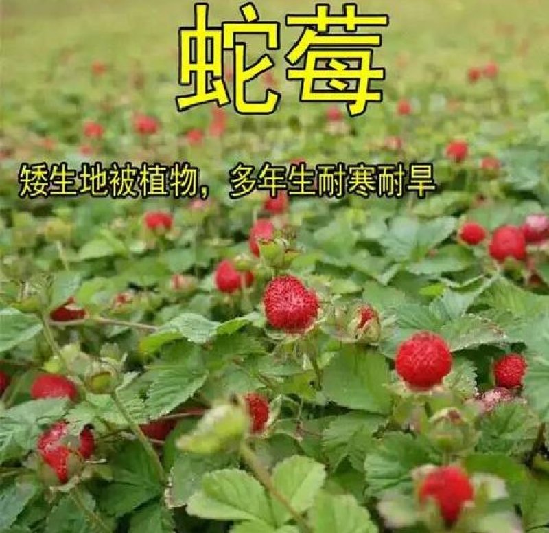 蛇莓种子野草莓种籽药材中草药蛇泡草家庭阳台盆栽瓜果庭院龙