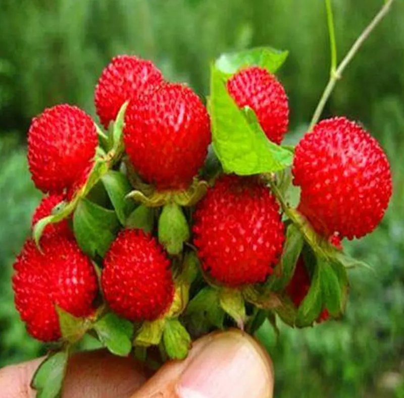 蛇莓种子野草莓种籽药材中草药蛇泡草家庭阳台盆栽瓜果庭院龙