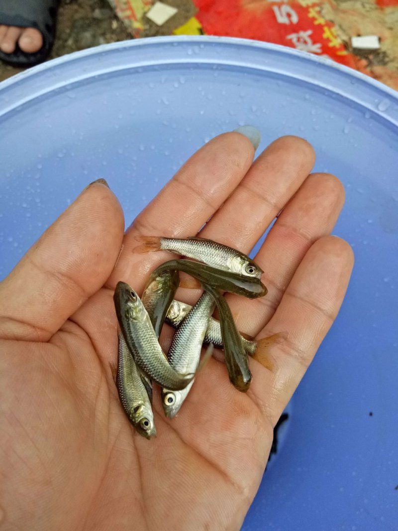 《全国发货》草鱼水花长江一号草鱼水花广草鱼水花苗