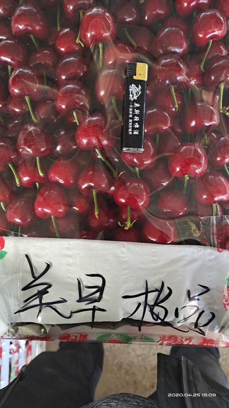 山东潍坊大棚大樱桃，马上上市中，红灯，大量上市