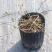 夏樱花溲疏“雪樱花”丰花矮化品种盆栽苗适合盆栽花园阳台