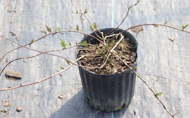 夏樱花溲疏“雪樱花”丰花矮化品种盆栽苗适合盆栽花园阳台