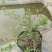 夏樱花溲疏“雪樱花”丰花矮化品种盆栽苗适合盆栽花园阳台