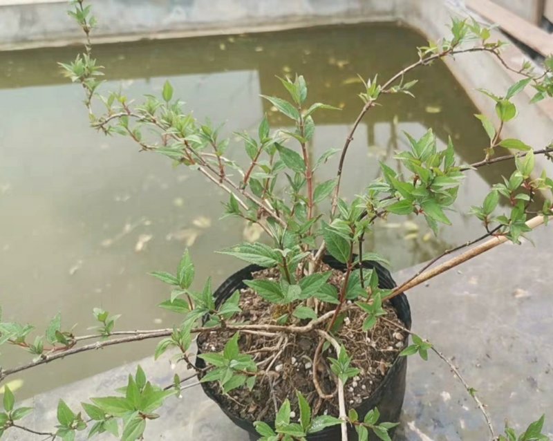 夏樱花溲疏“雪樱花”丰花矮化品种盆栽苗适合盆栽花园阳台