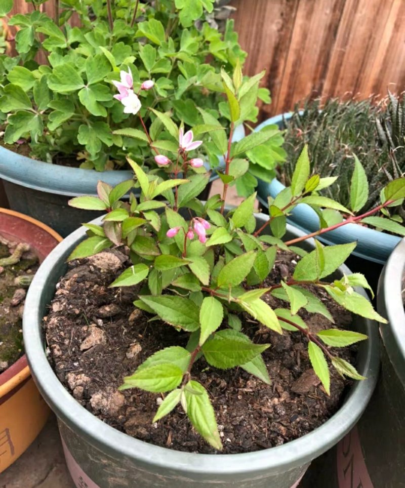 夏樱花溲疏“雪樱花”丰花矮化品种盆栽苗适合盆栽花园阳台