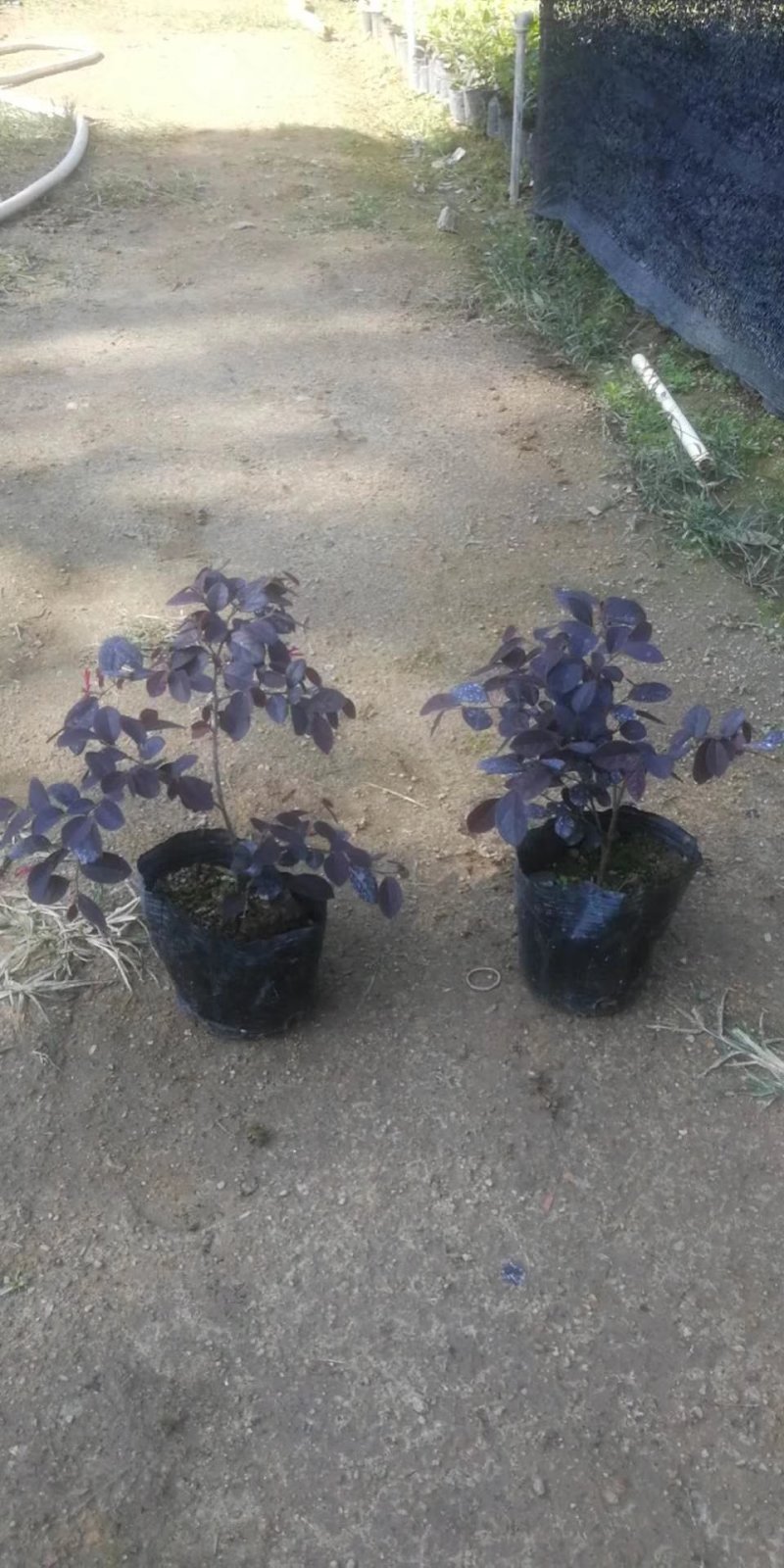 园林绿化苗木红继木树苗庭院植物花卉花苗美化工程红继木