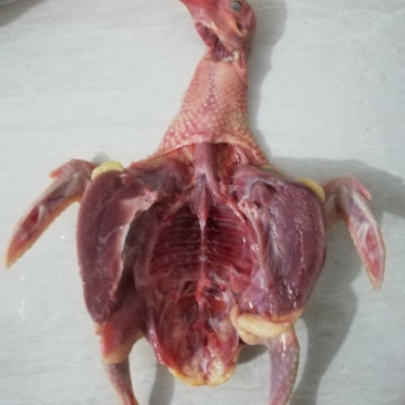 白条鸽、老鸽子！包杀好！欢迎下单！