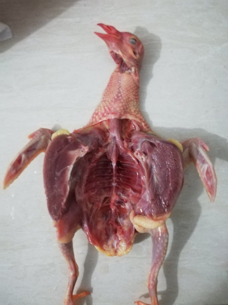 白条鸽、老鸽子！包杀好！欢迎下单！