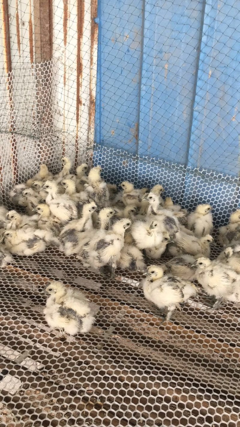 鸡苗芦花鸡苗火鸡苗贵妃鸡苗一只也是批發價格