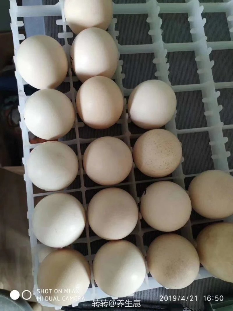 孔雀蛋食用的也有受精蛋大量有货全国各地都可发货
