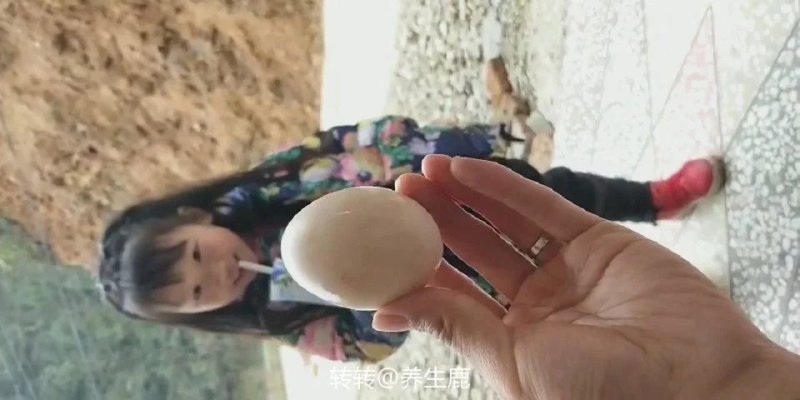 孔雀蛋食用的也有受精蛋大量有货全国各地都可发货