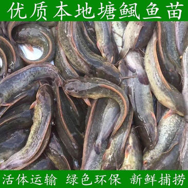 广东直售胡子鲶鱼苗，又称塘鲺鱼苗塘角鱼苗、支持全国发货