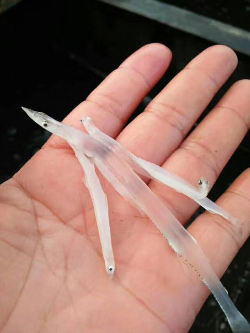 银鱼干日晒鱼干淡水银鱼