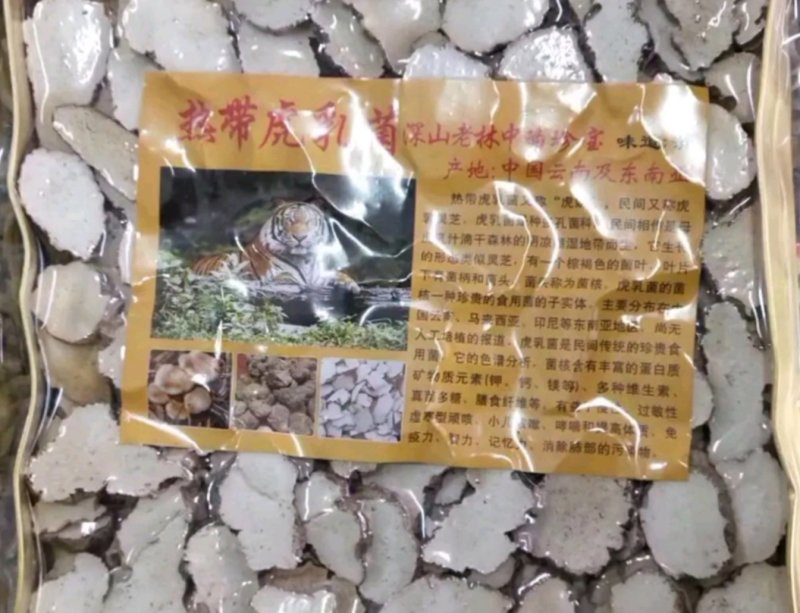 虎乳菌，云南深山老林下生长，煲汤食材颜色漂亮