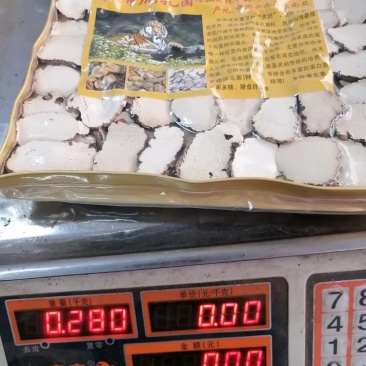 虎乳菌，云南深山老林下生长，煲汤食材颜色漂亮