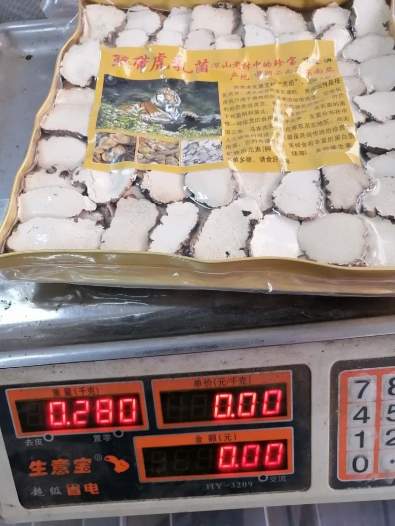 虎乳菌，云南深山老林下生长，煲汤食材颜色漂亮