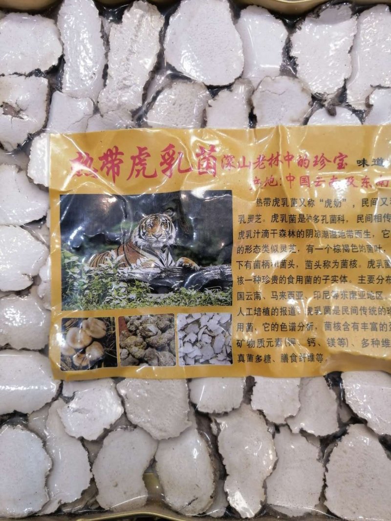 虎乳菌，云南深山老林下生长，煲汤食材颜色漂亮
