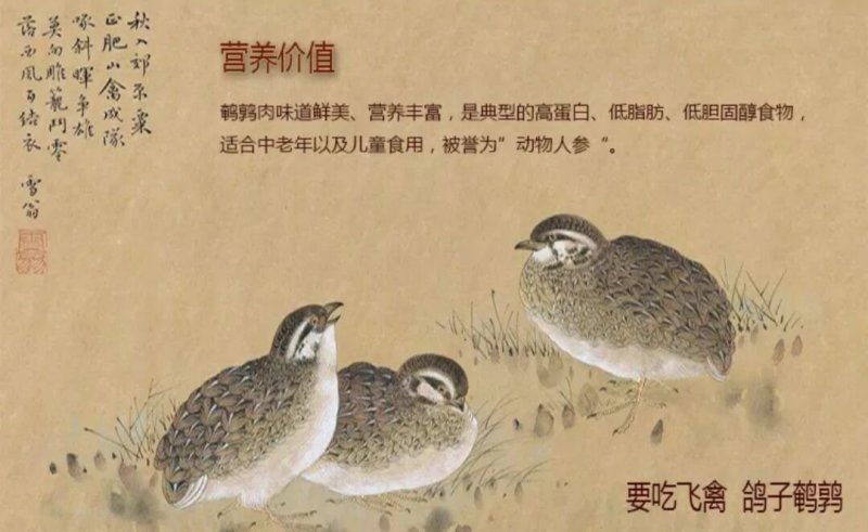 鹌鹑鸟现杀现发货每个净重130克左右