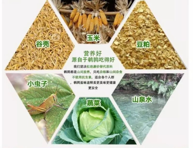 鹌鹑鸟现杀现发货每个净重130克左右