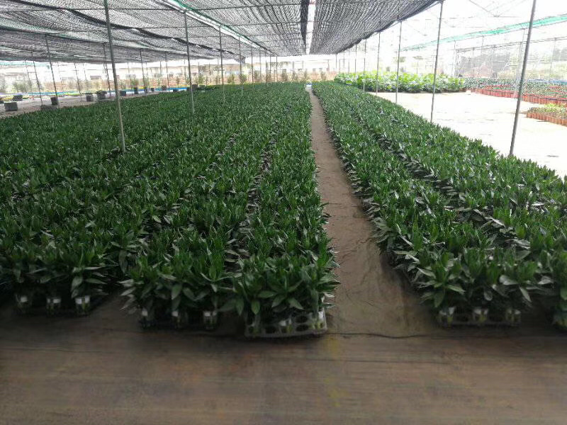 可一件代发，富贵竹，红竹，基地直销，价格实惠，质量保证