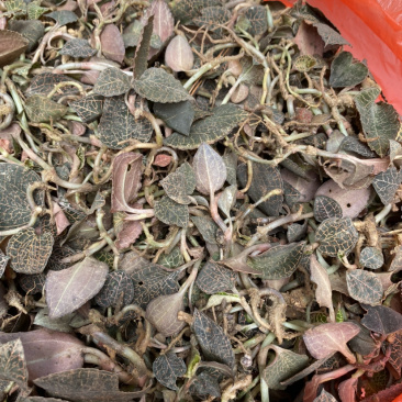 野生小叶金线莲