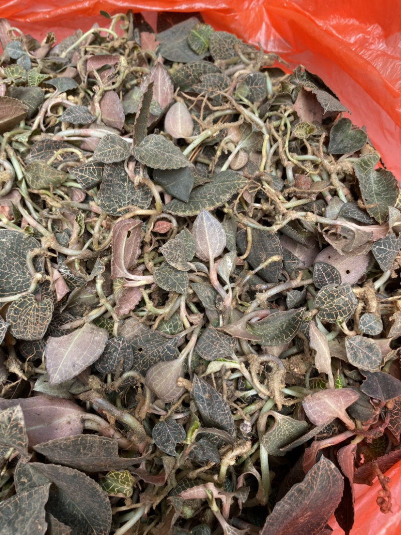 野生小叶金线莲