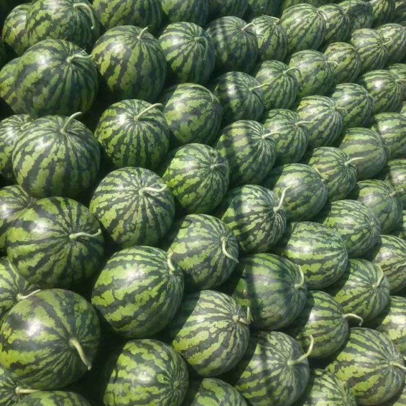 8424大型西瓜，良心代办，价格优惠。诚信经营