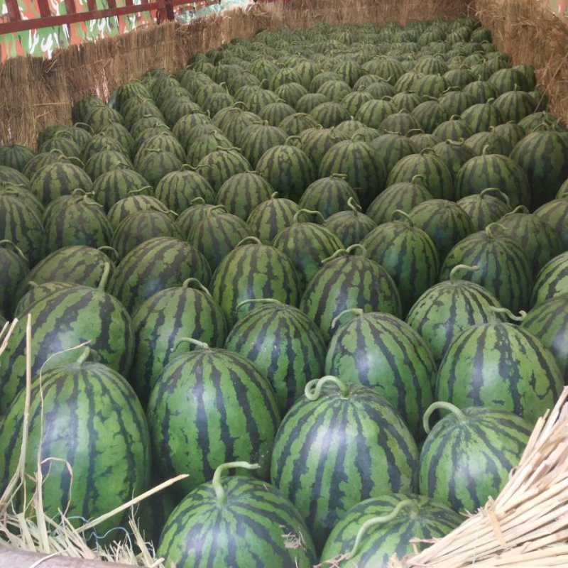8424大型西瓜，良心代办，价格优惠。诚信经营