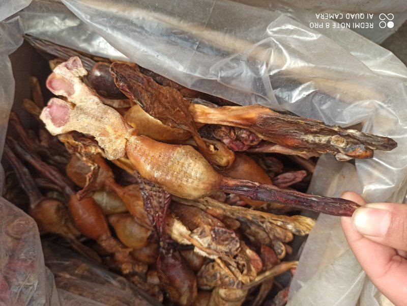 海狗鞭正品海狗鞭欢迎进店选购品质保证