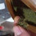杜仲雄花批发正品保障专业经营品质保证