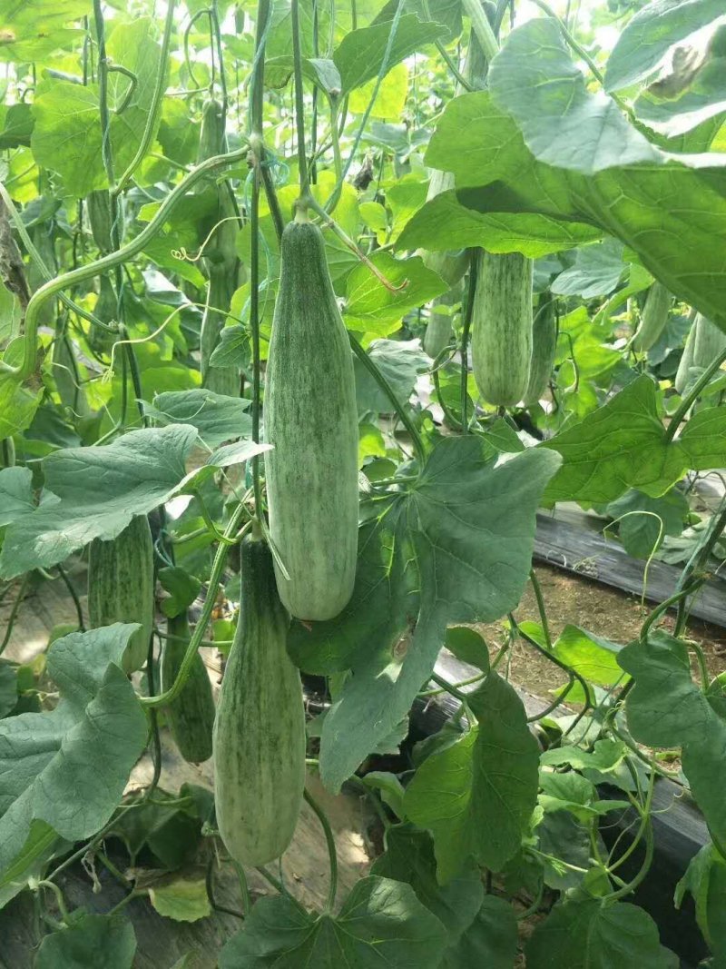 羊角蜜甜瓜，脆甜爽口，支持一件代发，提前订货