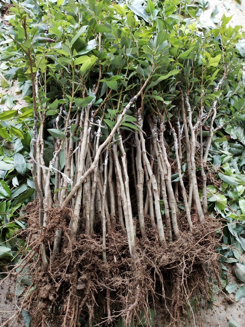 无核荔枝苗妃子笑荔枝苗打土球营养杯苗只做正品