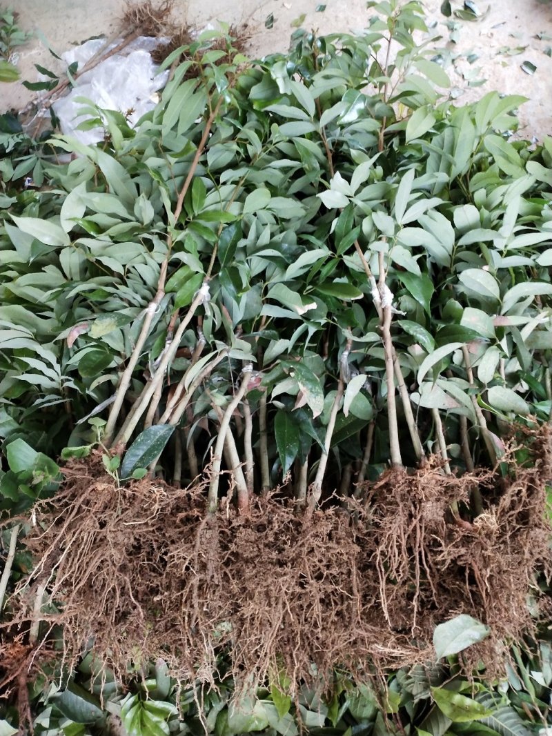 无核荔枝苗妃子笑荔枝苗打土球营养杯苗只做正品