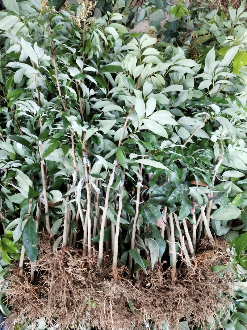 无核荔枝苗妃子笑荔枝苗打土球营养杯苗只做正品