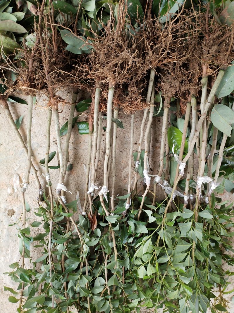 无核荔枝苗妃子笑荔枝苗打土球营养杯苗只做正品