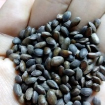油松种子