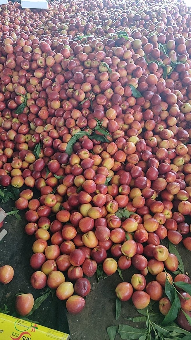 大棚油桃大量上市价格美丽品质保证欢迎咨询选购