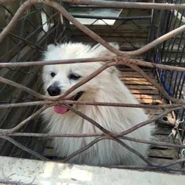 天山银狐犬