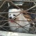 天山银狐犬