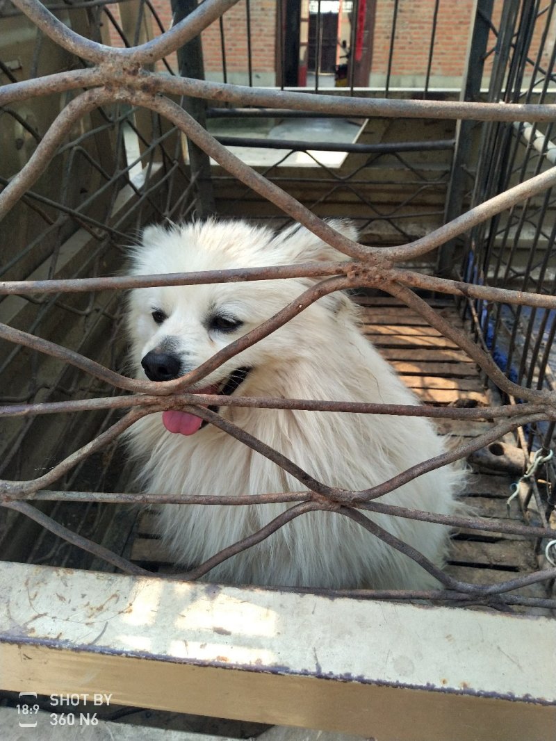 天山银狐犬