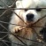 天山银狐犬